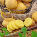 Systemgastro-Trend Kartoffel