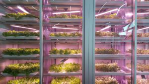 Good Bank Berlin: Salat Zucht-Boxen