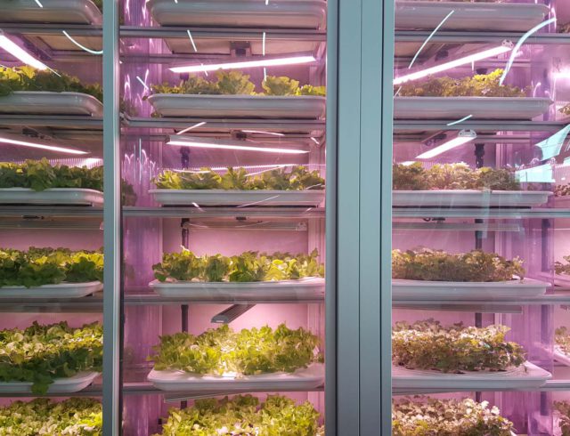 Good Bank Berlin: Salat Zucht-Boxen