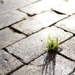 Nachhaltigkeit, Leben, Naturkräfte